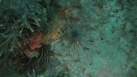 A Long-spined Sea Urchin (Diadema setosum) in Malapascua, Philippines
