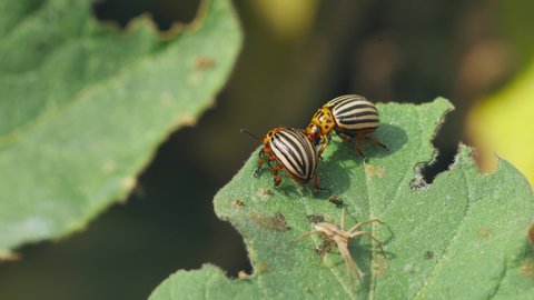 Two Striped Beetles - Leptinotarsa Decemlineata. Beetles eats potato leaves leaf and fight a spider on a potato leaf. This Beetle Is A Serious Pest Of Potatoes. 4K