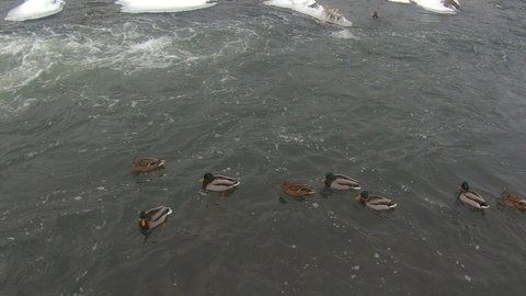 In winter, wild ducks feed on the swirling river. Winter. Cold.