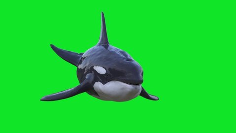 Orca Killer Whale Swim Front Green Screen 3D Rendering Animation 4K