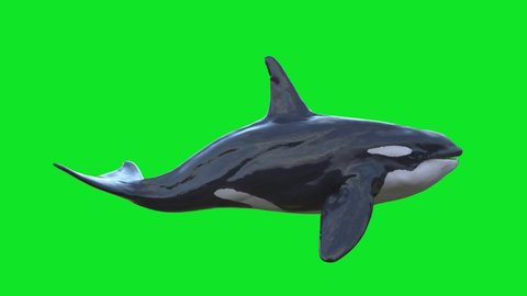Orca Killer Whale Green Screen 3D Rendering Animation 4K