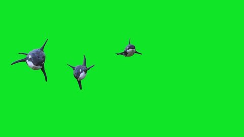 Group of Orca Killer Whale Swim Green Screen 3D Rendering Animation 4K