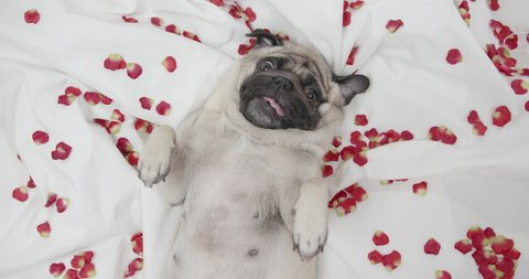 Cute funny pug dog lying on white bed with rose petals. Romance, Valentines day concept. Sweet, lovely face. White bedding, sheet. Belly up. Portrait. View from above.