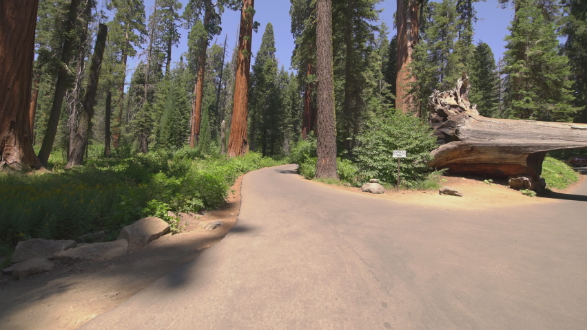 Sequoia National Park Driving Plate Time Lapse Tunnel Log To Crescent Meadow In Sierra Nevada Mts California Hyperlapse