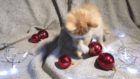 Charming little striped red kitten is playing with red round Christmas tree toys balls and garland next to it and glowing. 4K video with Christmas and New Years young cat.