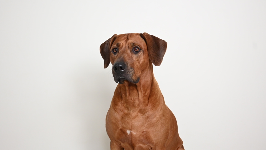 Rhodesian Ridgeback dog tilting head and looking on camera on white background. Excited dog, Smart eyes look | Shutterstock HD Video #1064357887