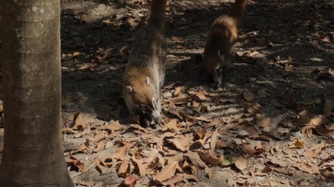 coati Mexican raccoon quati Tulum.