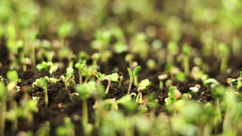 Time Lapse Vegetable Seeds Growing Sprouting Stock Footage Video (100% ...