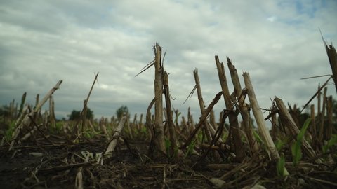 a devastated cornfield on a cloudy day