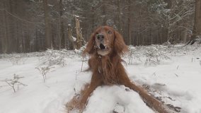 dog barks lying on snow against background of winter forest. - Powered by Shutterstock - Get 15% off with code: PIKWIZARD15