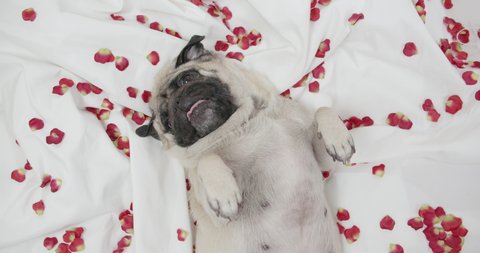 Cute funny pug dog lying on white bed with rose petals. Romance, Valentines day concept. Sweet, lovely face. White bedding, sheet. Belly up. Portrait. View from above. Top view