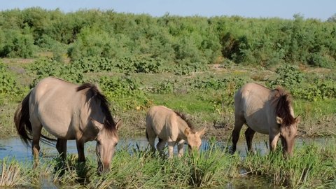 Slow motion, Two wild horses with a foal grazes in a green meadow near the river. Wild Konik or Polish primitive horse. Ermakov island, Danube Biosphere Reserve in Danube delta, Ukraine