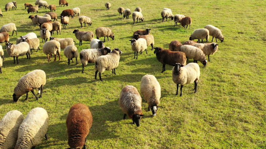 Aerial view of large herd of sheeps in picturesque green pasture. Domestic animals in countryside.