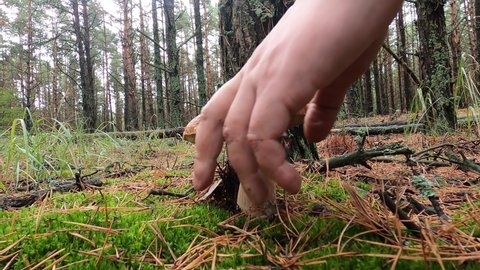 Pine needles forest Autumn, mushroom picking, close-up, hand knife, cut of the coffin, Imleria badia.