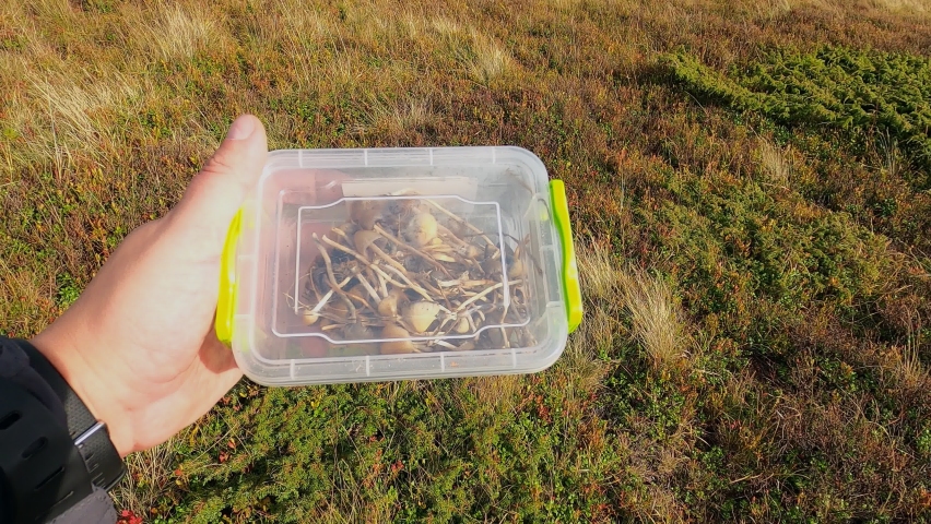 Psilocybe semilanceata, Psilocybin mushrooms, mountains and sky, mushroom picking, hands close-up, autumn