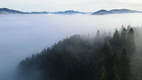 Pine forest fog clouds descending aerial top view drone 4K video