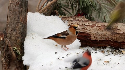 Hawfinch (Coccothraustes coccothraustes) at winter feeding