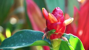 Ginger flower or Costus woodsonii red color on the tree in garden.