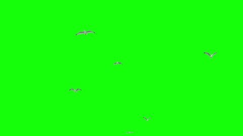 A flock of seagulls flying at liberty. Low-angle shot. 3D rendered animation.