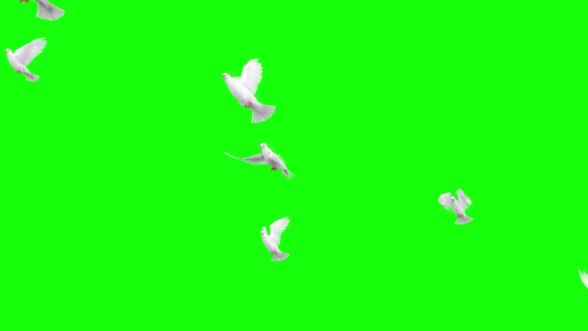 A flock of pigeons flying freely, spreading white wings. Concept of peace and freedom. Releasing Pigeons. Royalty-Free Stock Footage #1064402116