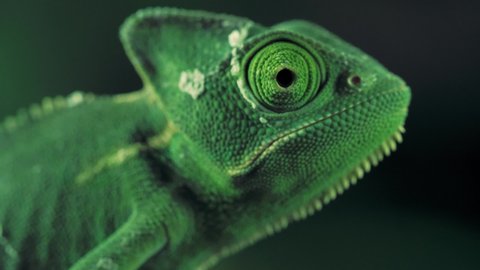 Closeup video of a green chameleon seen from one side. A chameleon moving its eye, with dark background. Veiled chameleon (Chamaeleo calyptratus).