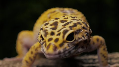 Leopard gecko lizard with tongue out licking its lips.
