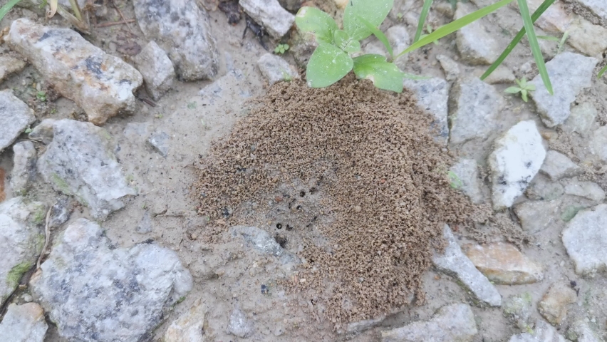 sandy anthill nest on the ground