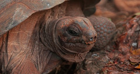 Close-up of a large freshwater Seychelles tortoise that is very old and moves its head slowly. Beautiful video of animal life in the wild.