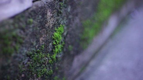 Forward moving film on green moss and hard surface concrete wall