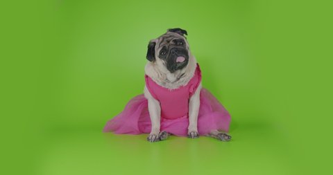 Funny, cute female pug dog dressed pink dress look like girl princess. Funny surprised face. Tilting head. Green screen. Green background. Funny animal concept. Valentines day concept