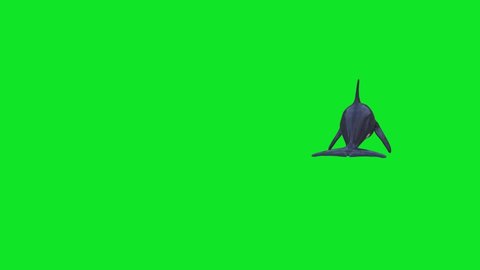 Orca Killer Whale Swim Back Green Screen 3D Rendering Animation 4K