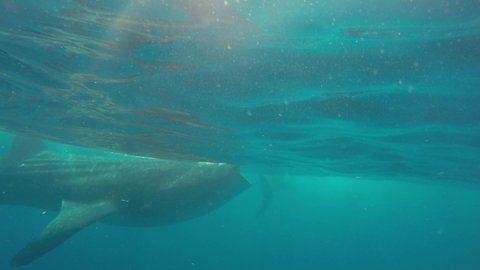 A Whale Shark (Rhincodon typus) feeding on plankton in Mexico
