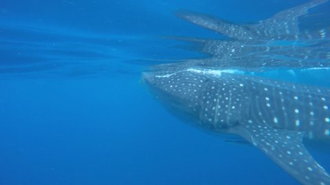 A Whale Shark (Rhincodon typus) feeding on plankton in Mexico