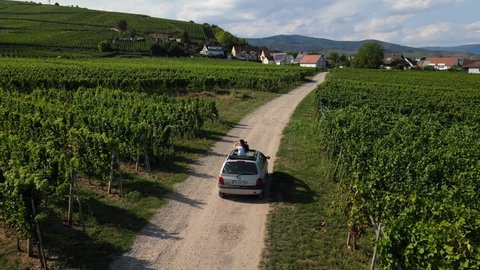 Driving a car through the vineyards. Alsace, France. Filming from the air with a drone in 4K. Cinematic view. 
