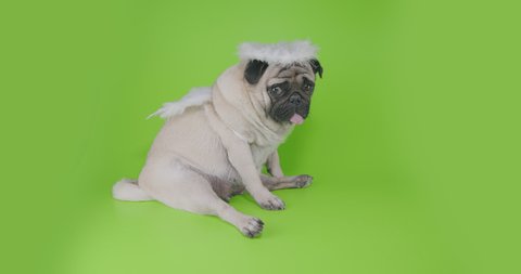 Sad, upset cupid. Funny, cute pug dog in character costume of an angel, cupid. Dressed in wings and halo. Funny Valentines day concept. Green screen