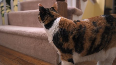 Point of view pov handheld behind back shot of one calico domestic cat walking in house home corridor and room stairs steps in evening or night