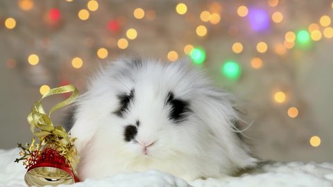 A small black and white rabbit is holding a bell. New Year's decorations.