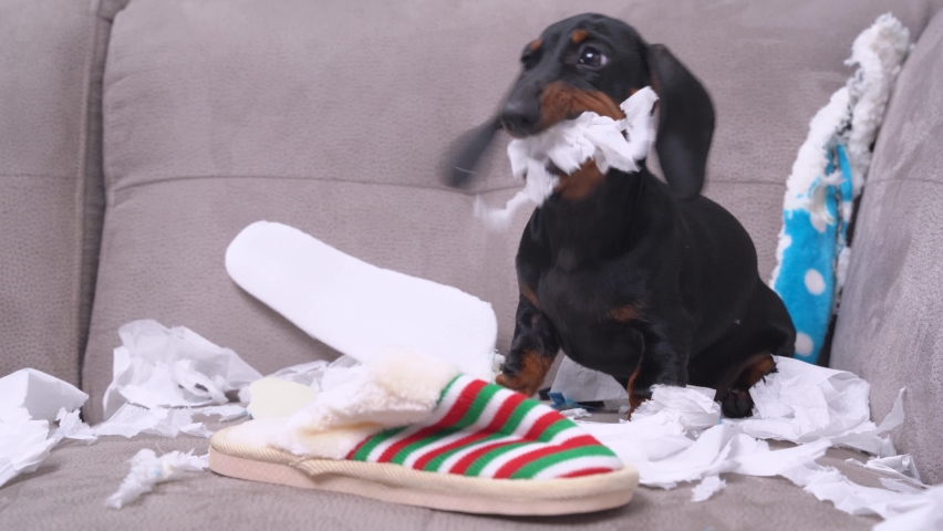 Naughty dachshund puppy was left at home alone and started making a mess, chews toilet paper and looks at the owner with fear. Baby dog is sitting in the middle of chaos