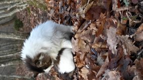 Cat washes in the forest vertical video. Wild homeless beautiful fluffy cat alone in the autumn forest. close-up portrait. licking his lips, clean.