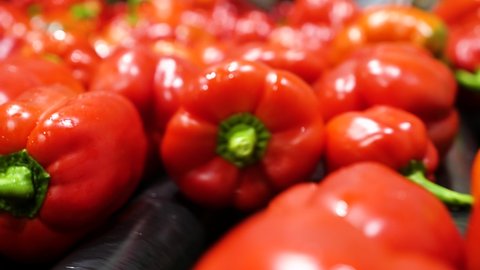 Red Bell pepper in factory conveyor line production. Close up shot on fresh organic vegetable merchandise ready for retail and market trade in carton boxes. Salad nutrition concept.