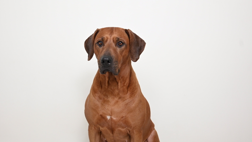 Dog Rhodesian Ridgeback is looking at camera on white background. Closeup portrait  | Shutterstock HD Video #1064445241