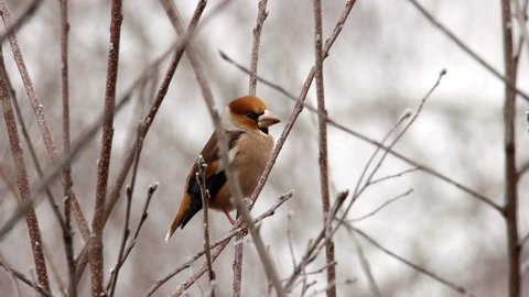 Hawfinch (Coccothraustes coccothraustes) male in winter. Sitting on a branch.