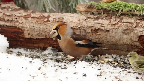 Hawfinch (Coccothraustes coccothraustes) bird at winter feeding place.