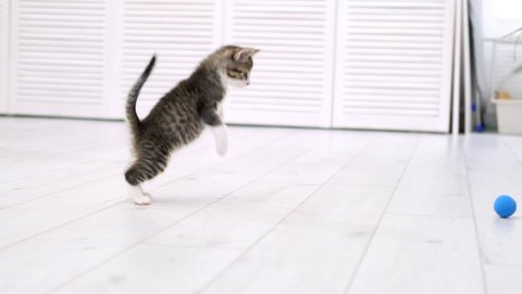  Striped kitten playing blue ball in modern scandinavian interior home. Cat doing funny pose jumping rolling over having fun falling to the floor running and catching ball with paws . Slow motion.