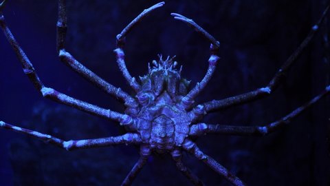 Japanese Spider Crab Stock Video Footage 4k And Hd Video Clips Shutterstock