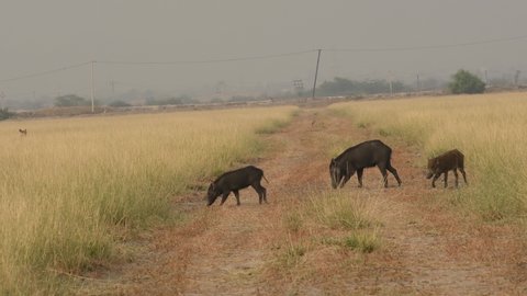 Wide shot of Indian boar or Andamanese or Moupin pig a subspecies of wild boar family walking in grassland of tal chhapar blackbuck sanctuary rajasthan india - Sus scrofa cristatus