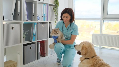 Woman vet petting cat while sitting down beside golden retriever dog in veterinary clinic
