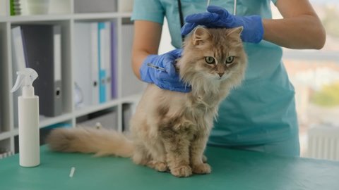 Cat receiving vaccine injection during appointment in veterinary clinic