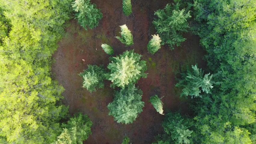 Aerial view of a circle in the forest