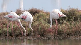 Video of a group of flamingos standing in shallow delta water in winter searching for food